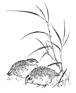 うずら