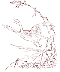 鳥のイラスト