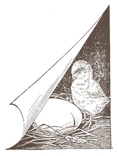 鳥のイラスト