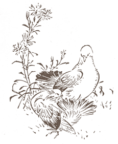 鳥のイラスト